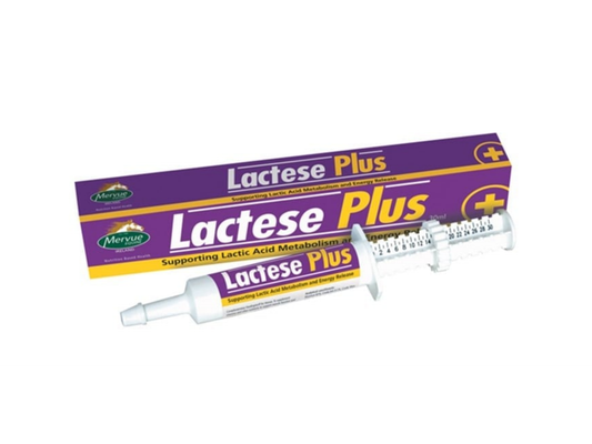 Mervue Lactase Plus pasta
